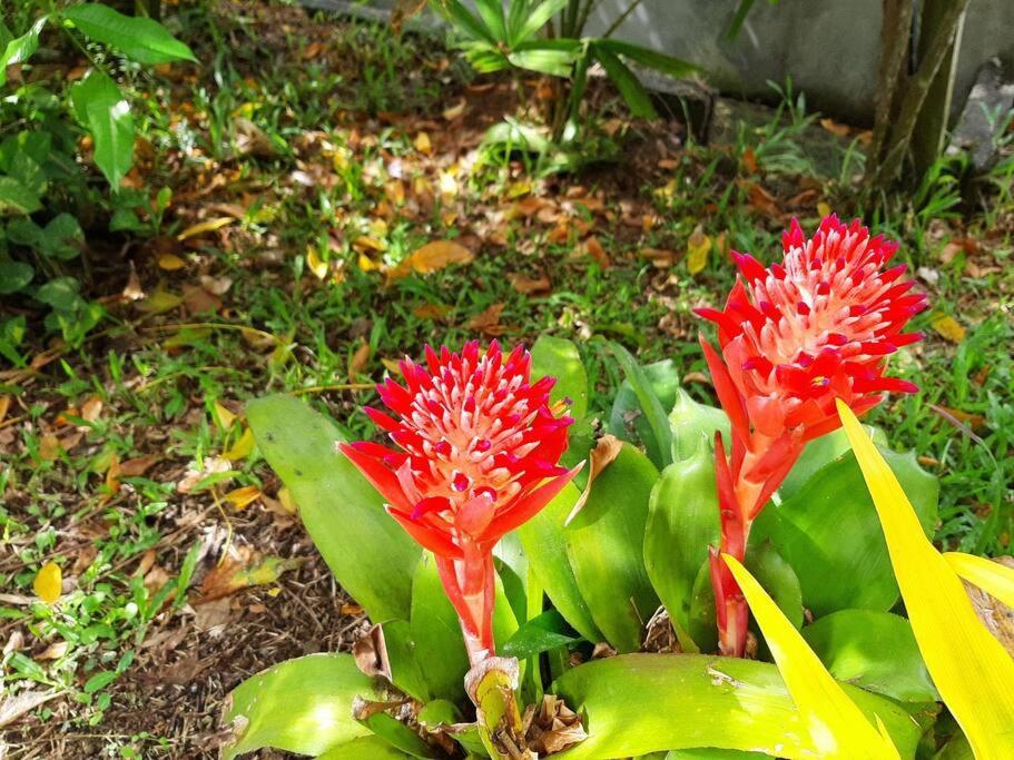 Appartement Le Colibri Voyageur à Sans Pareil Extérieur photo